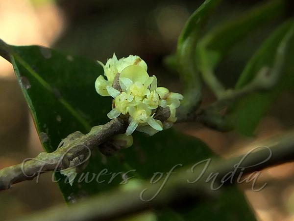 Smooth Litsea